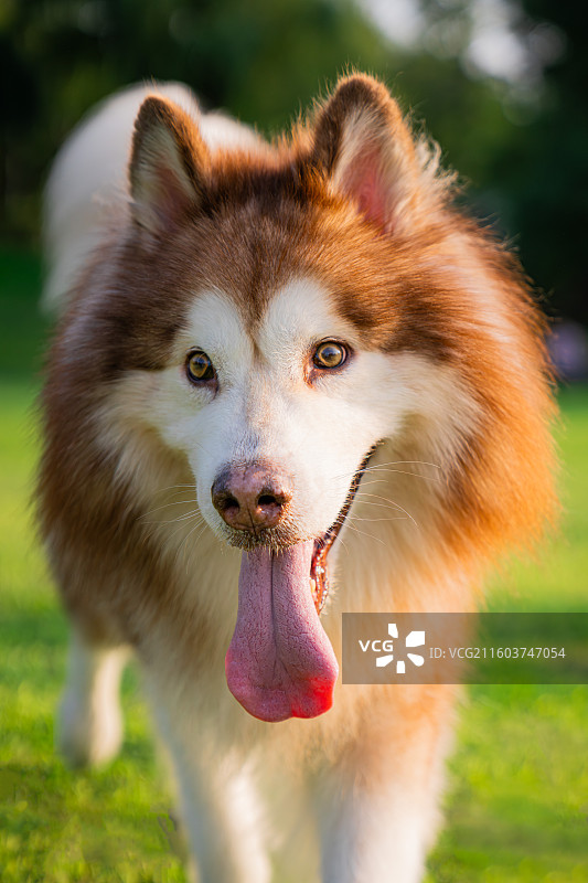 阿拉斯加犬图片素材