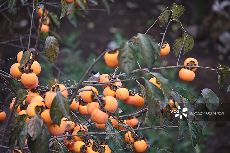 贵州毕节威宁金钟夸都么站冬天柿子成熟图片素材