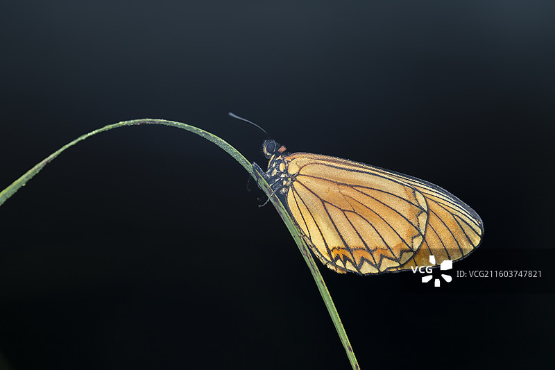 清晨满身露水停留在纤细绿草上的蝴蝶特写图片素材