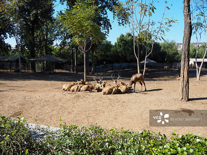 济南动物园的麋鹿图片素材