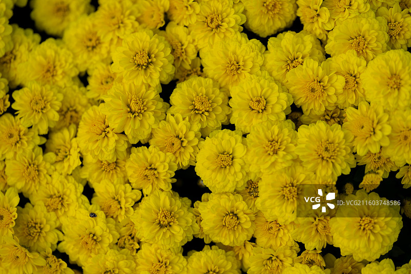 秋日盛开的菊花图片素材