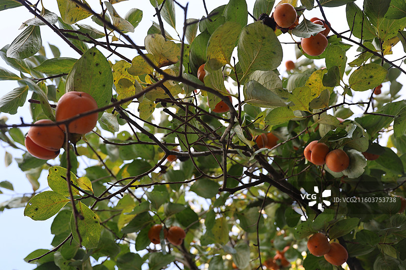贵州毕节威宁金钟夸都么站冬天柿子成熟图片素材