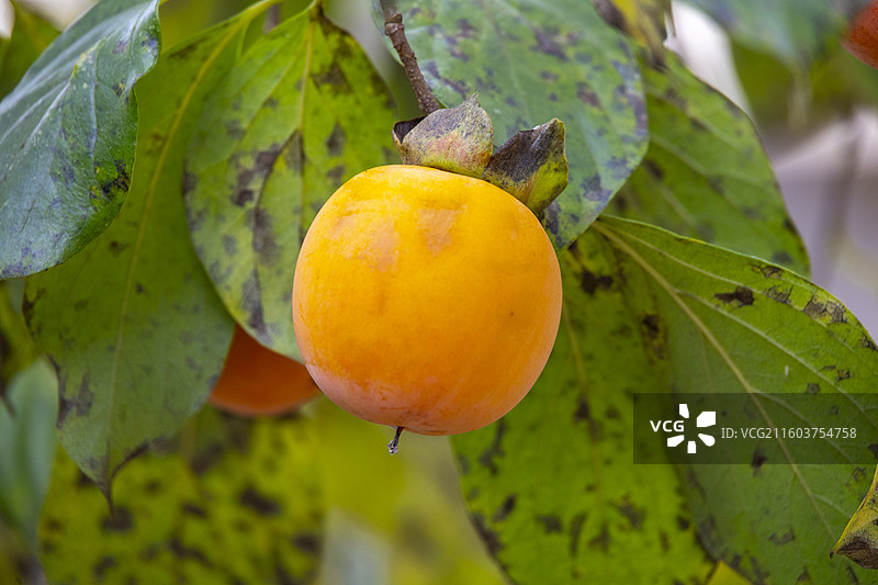 贵州毕节威宁金钟夸都么站冬天柿子成熟图片素材