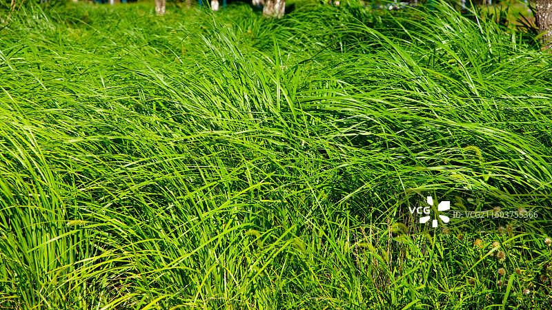 西港花园-秦皇岛国际旅游港照片组图图片素材