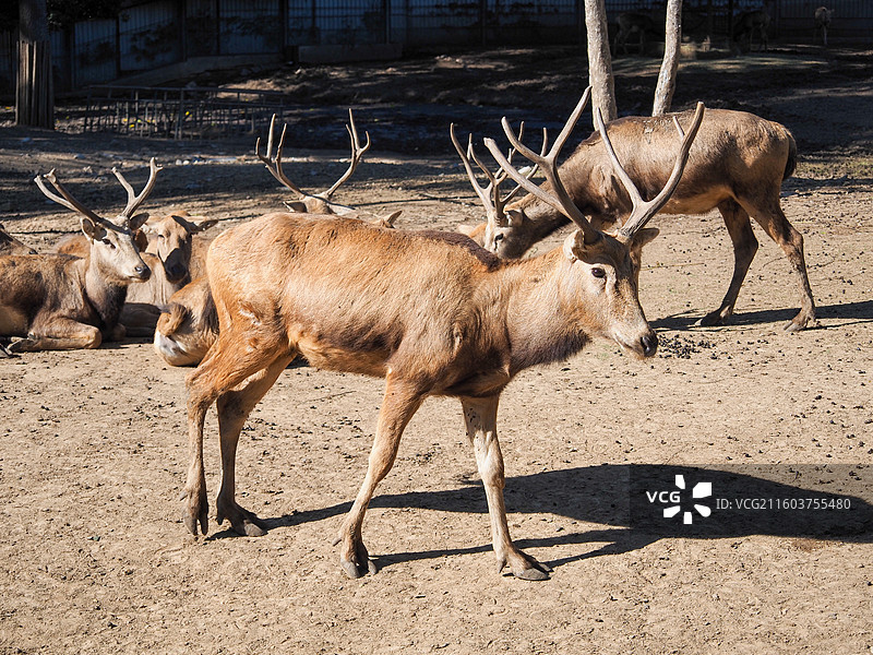 济南动物园的麋鹿图片素材