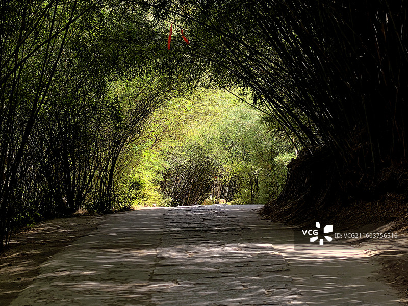 西藏的竹林 拍摄于卡定沟图片素材