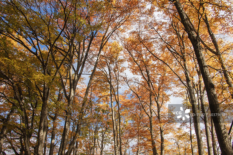 米仓山十里画廊米心水青冈树红叶图片素材