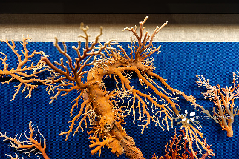 各类宝石珊瑚材料样本组图图片素材