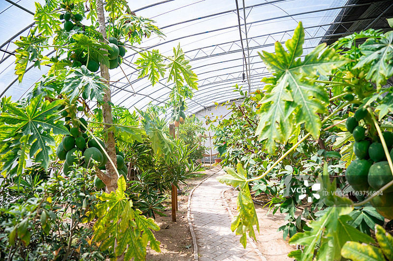 野生自然种植养殖图片素材