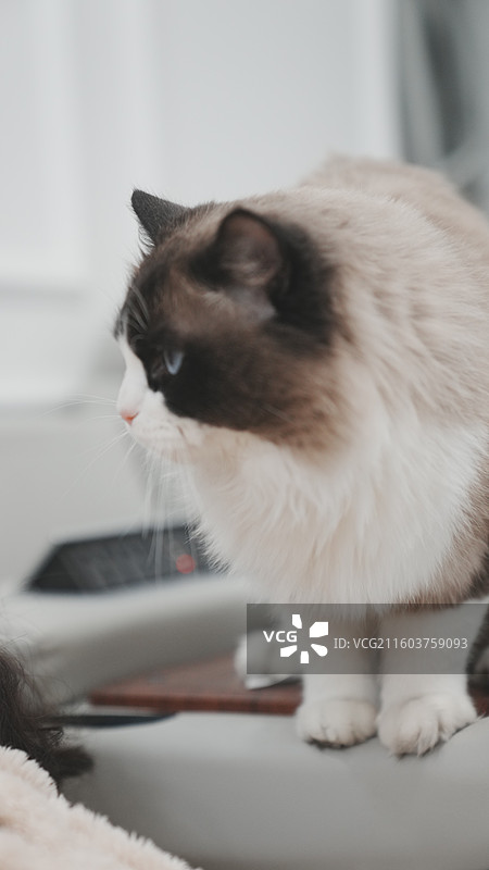 萌宠猫咪居家写真图片素材