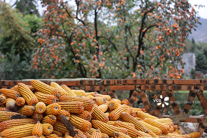 贵州毕节威宁金钟夸都么站冬天柿子成熟图片素材