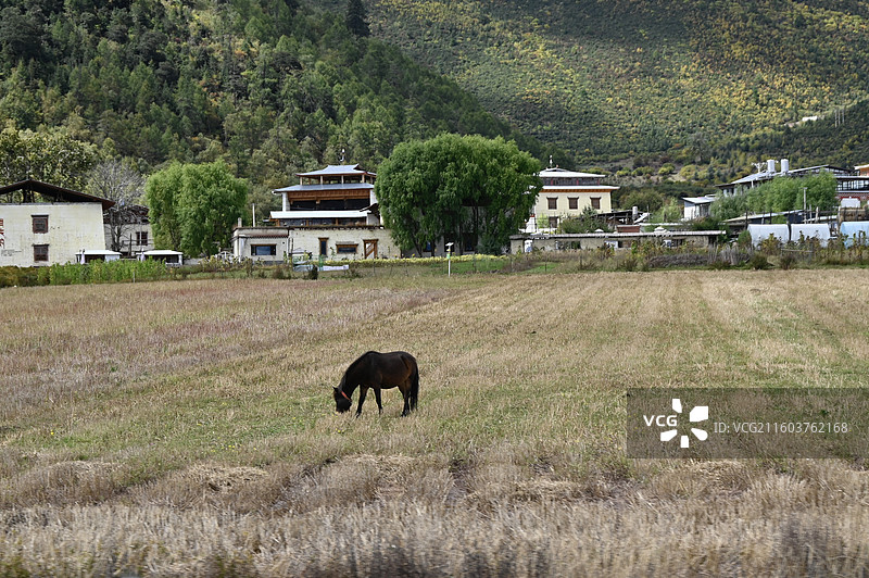 纳帕海初秋图片素材