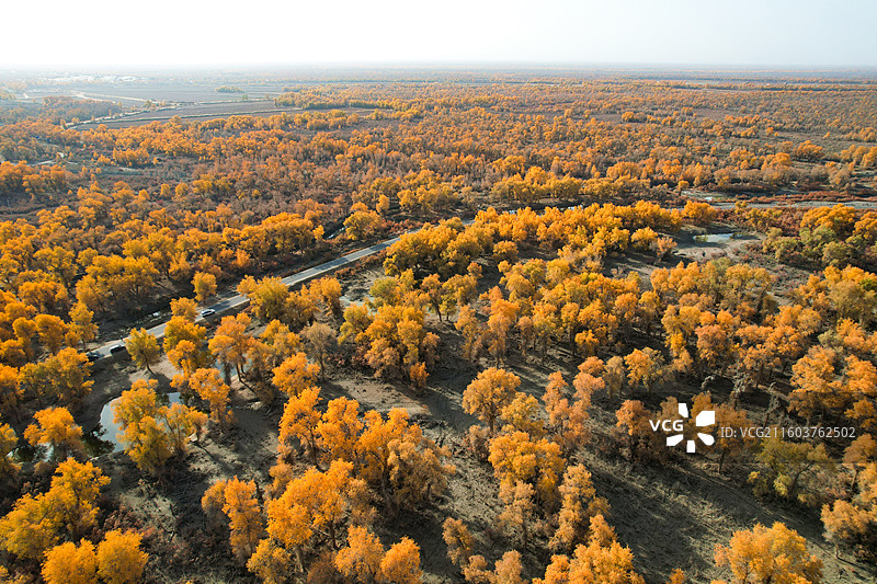 新疆沙雅139胡杨秘境公路沿途风光图片素材