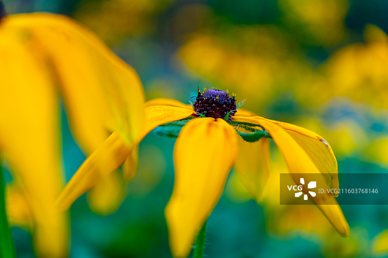 公园里的黑心菊、秋天的金光菊、黄色植物图片素材