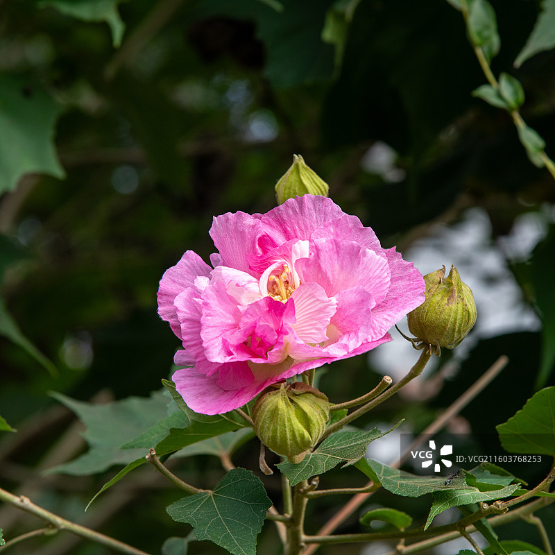 成都青龙湖湿地公园-明蜀王陵木芙蓉花图片素材
