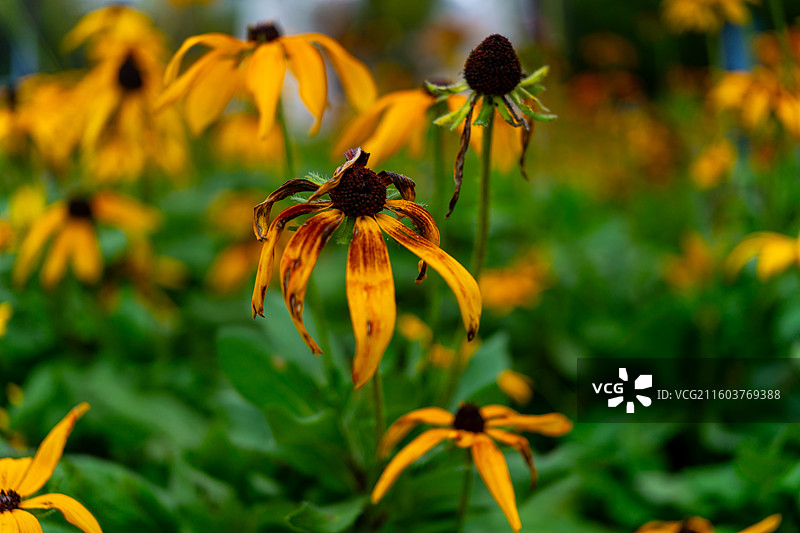 公园里的黑心菊、秋天的金光菊、黄色植物图片素材