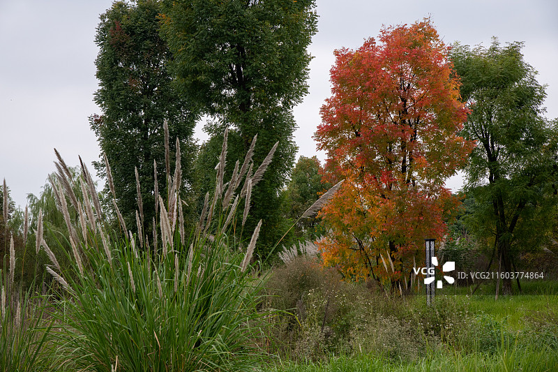 成都青龙湖湿地公园图片素材