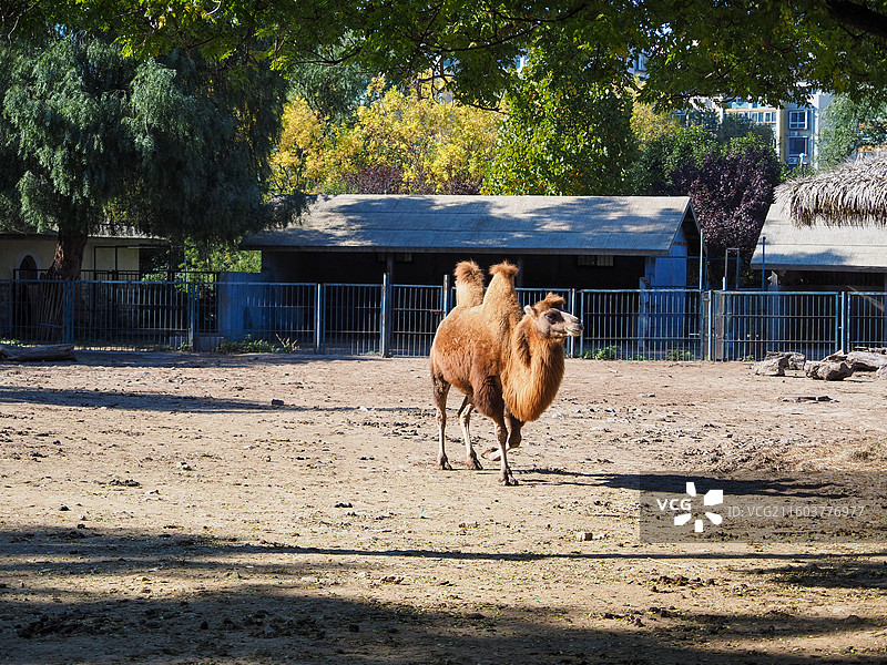 济南动物园的骆驼图片素材