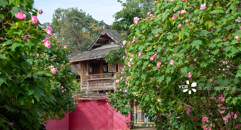 成都青龙湖湿地公园明蜀王陵博物馆木芙蓉图片素材