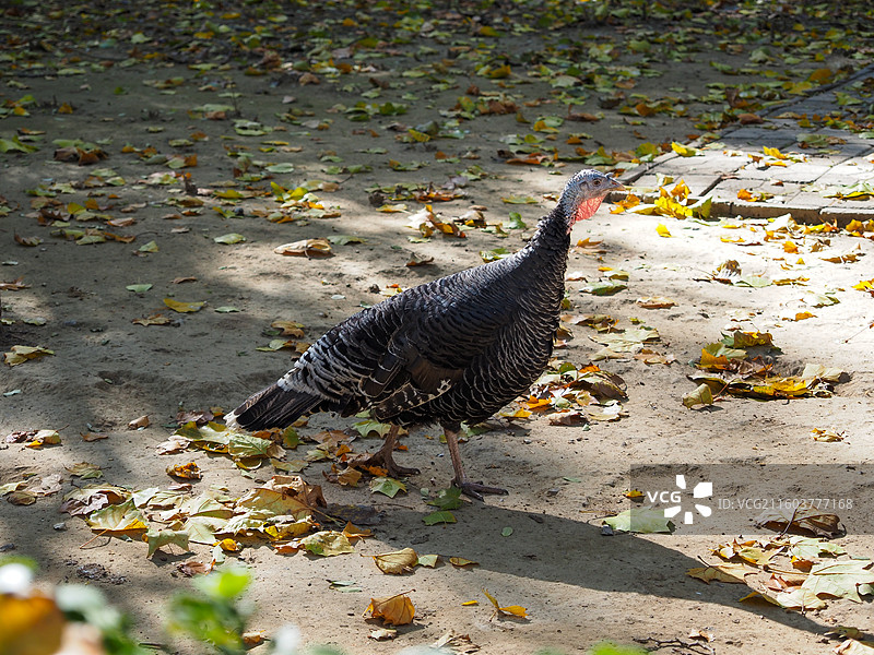 济南动物园的吐绶鸡图片素材