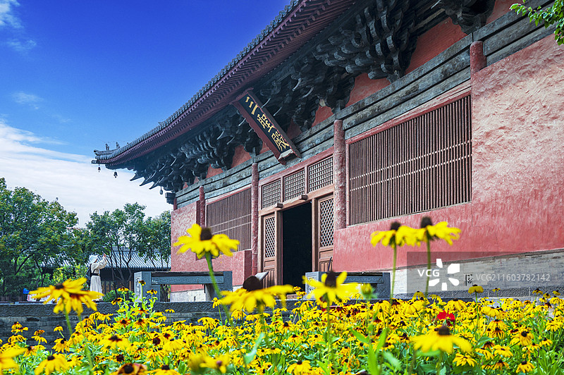 山西省大同市善化寺风光——金光菊掩映下的辽金建筑三圣殿图片素材