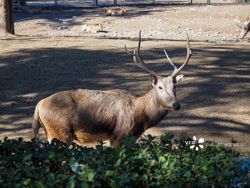 济南动物园的麋鹿图片素材