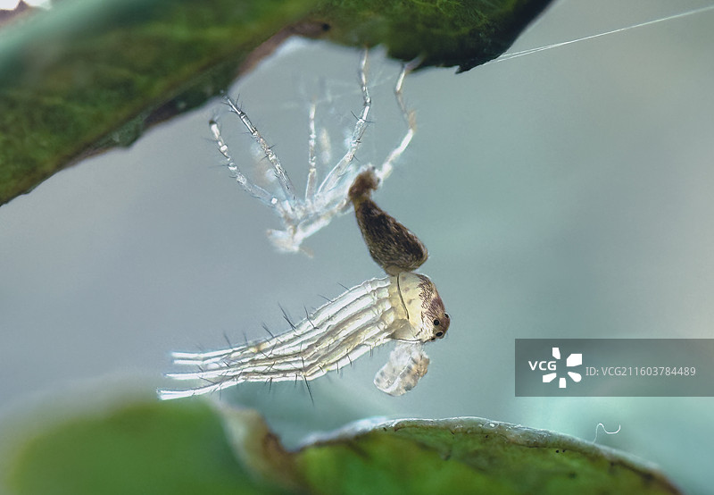 猫蛛脱皮（Oxyopidae）图片素材