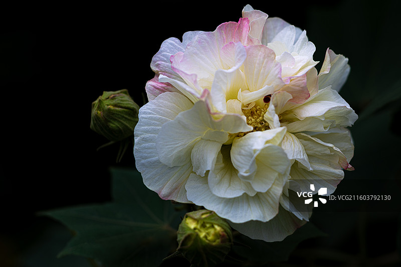 木芙蓉图片素材