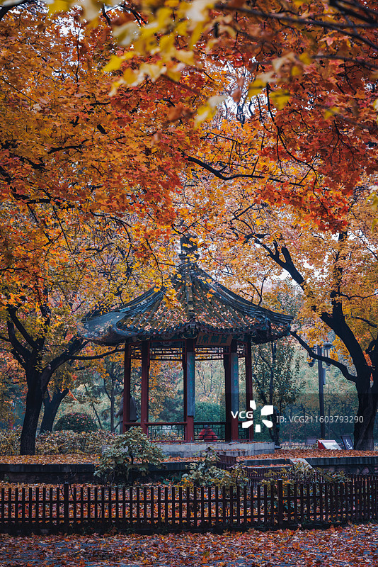 秋天里的金色的和古建筑图片素材