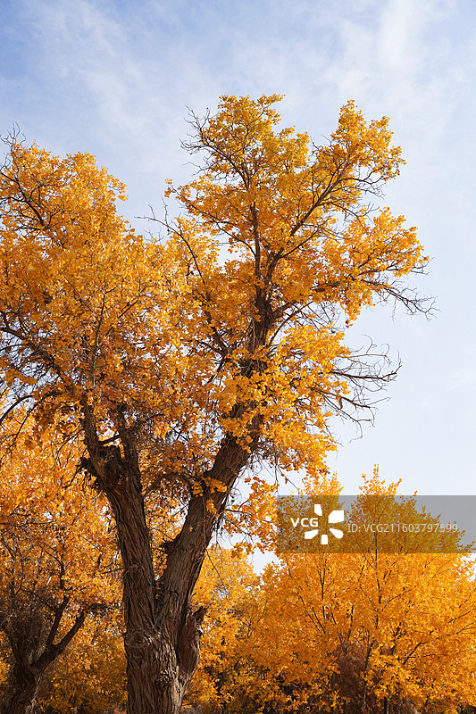 新疆沙雅139胡杨秘境公路沿途风光图片素材