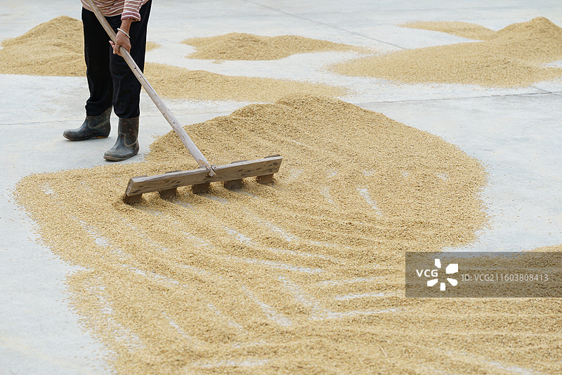 珠三角农村水泥地上晒的稻谷图片素材