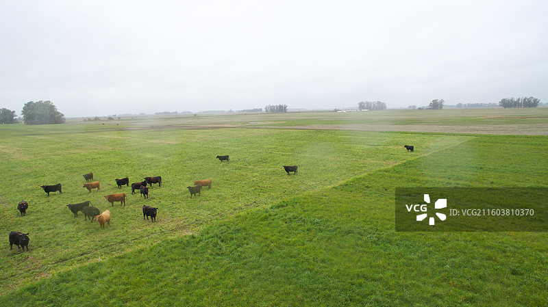 阿根廷潘帕斯草原的牛群图片素材