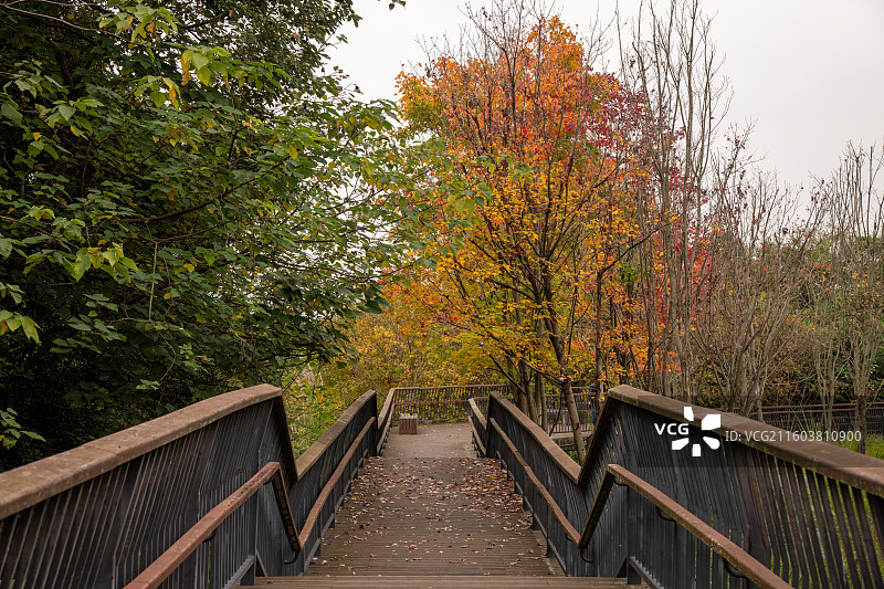 成都青龙湖湿地公园木栈道图片素材