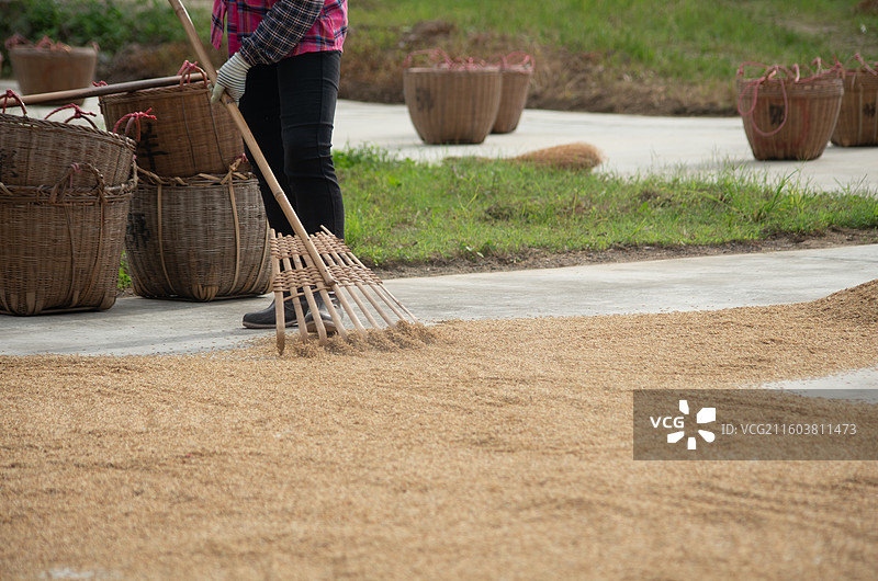 珠三角农村水泥地上晒的稻谷图片素材