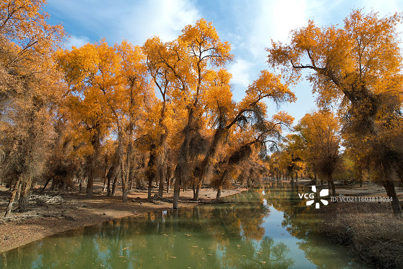 新疆沙雅139胡杨秘境公路沿途风光图片素材