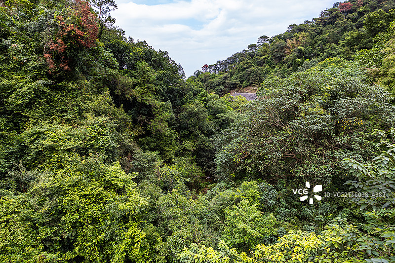 佛山南海湾森林生态园图片素材