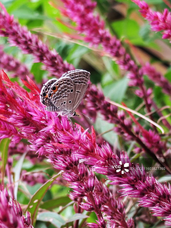 粉色花穗上的蝴蝶特写图片素材