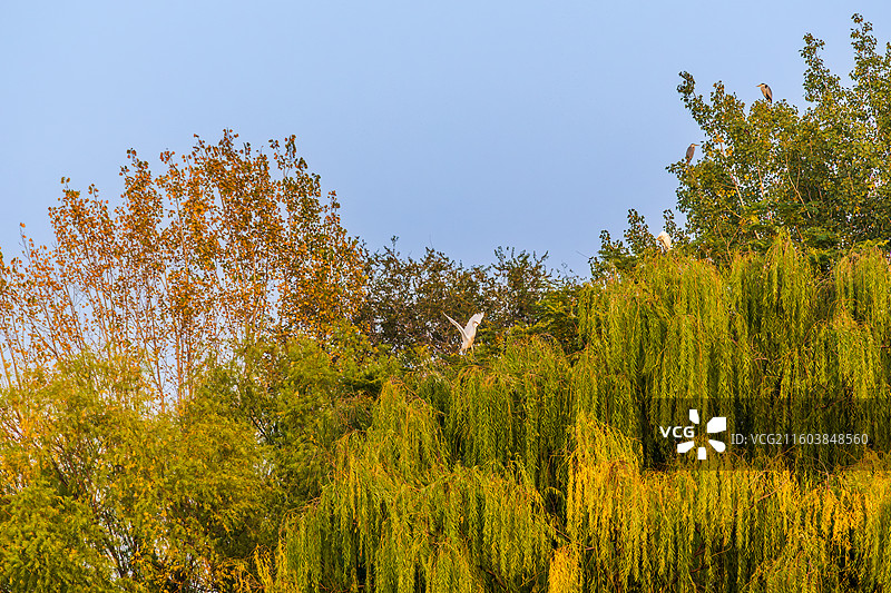 深秋夕照下的聊城东昌湖湿地树上展翅欲飞的白鹭25.11图片素材