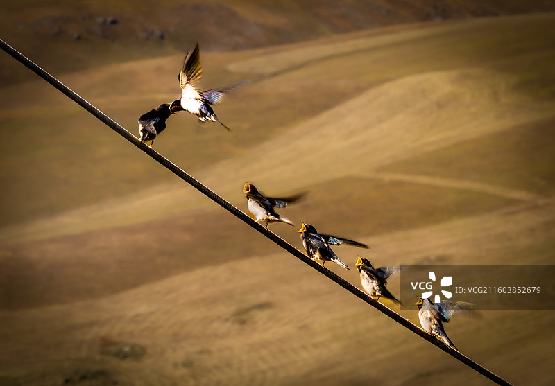 嗷嗷待哺图片素材