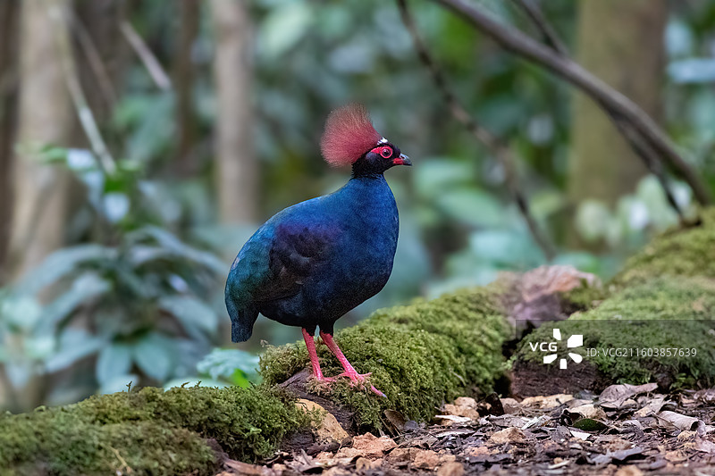 冕鹧鸪  雄图片素材