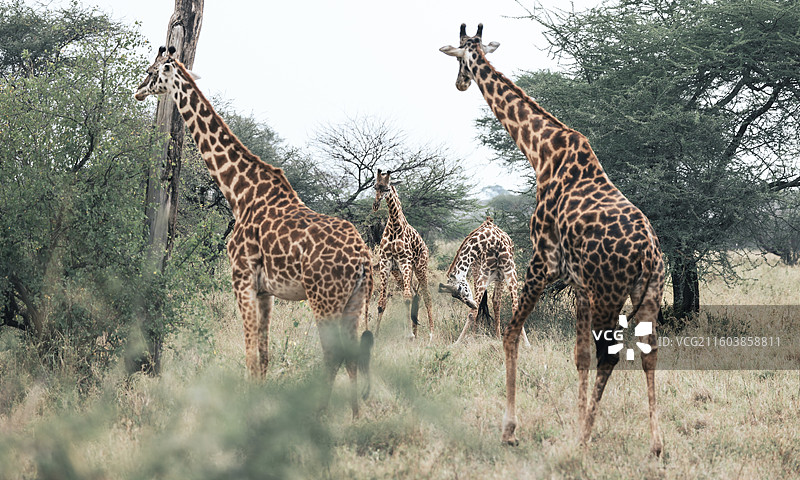 塞伦盖蒂长颈鹿图片素材