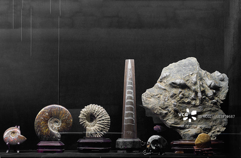 海洋生物化石，收藏，羊角螺，震旦角石图片素材