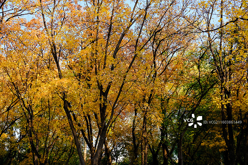 济南动物园秋日景色实拍图片素材