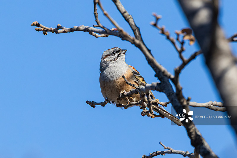 灰眉岩鵐图片素材