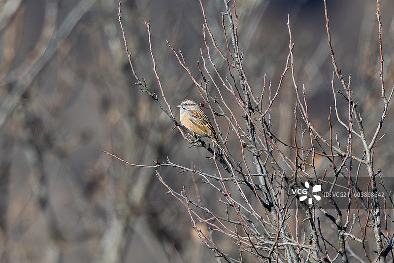 灰眉岩鵐图片素材