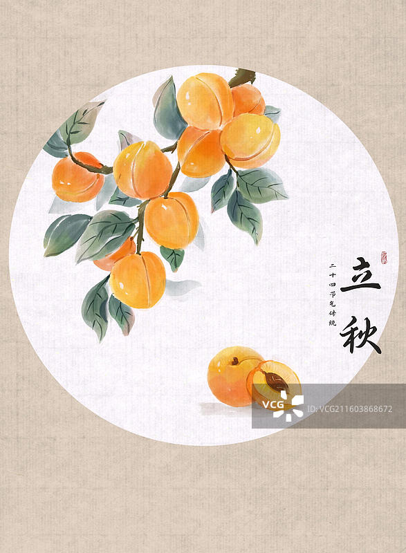 24节气水果插画-立秋 杏图片素材