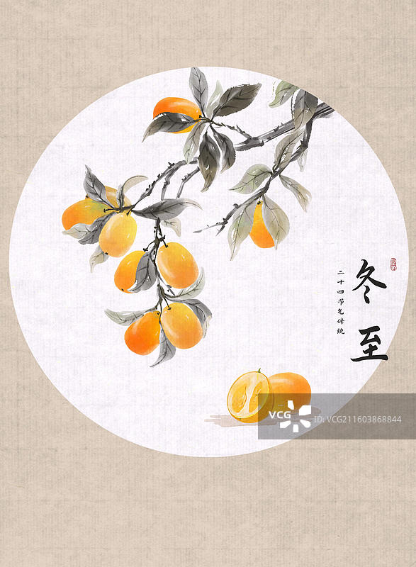 24节气水果插画-金桔 冬至图片素材