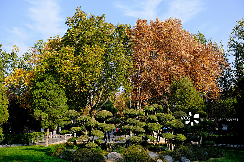 济南动物园秋日景色实拍金黄的树林黄色与绿色图片素材