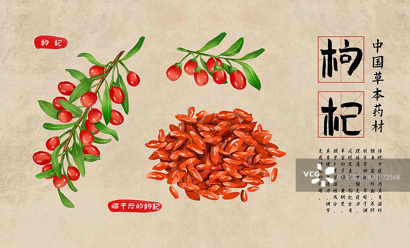 中国传统中草药 枸杞图片素材