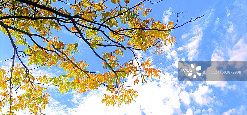 《金秋十月》—— 合肥滨湖区徽州大道南端图片素材